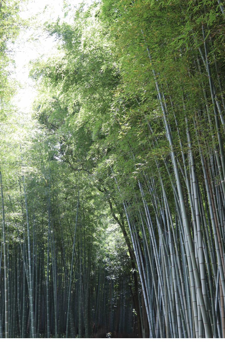 Bambuswald in Arashiyama