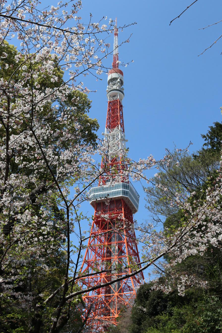 Tokyo Tower mit Kirschblüten